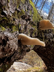 Pleurotus populinus