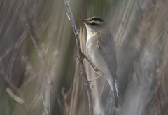 Acrocephalus bistrigiceps