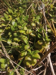 Callisia repens
