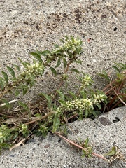 Amaranthus polygonoides