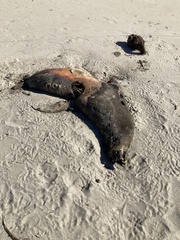 Otariidae