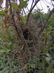 Tillandsia recurvata