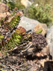 Crassula undulata