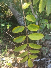 Rhus javanica
