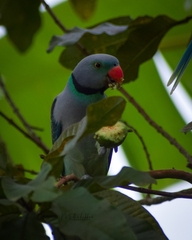 Psittacula columboides
