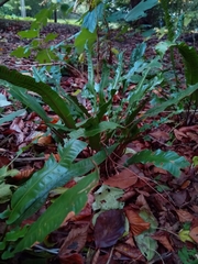 Asplenium scolopendrium scolopendrium