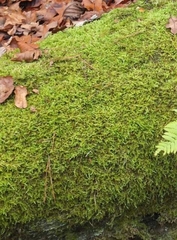 Hypnum cupressiforme