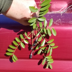 Styphnolobium affine