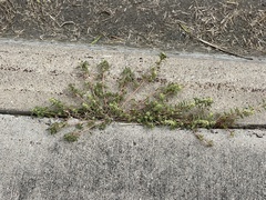 Amaranthus polygonoides