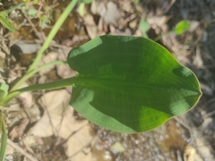 Limnocharis