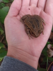 Gastrotheca riobambae