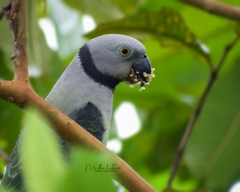 Psittacula columboides