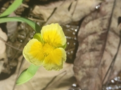 Limnocharis