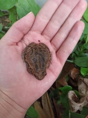 Gastrotheca riobambae