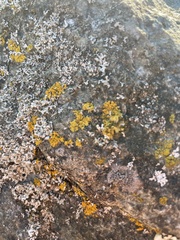Polycauliona candelaria