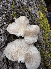 Pleurotus populinus