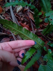Asplenium scolopendrium scolopendrium