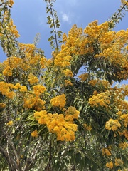 Sinclairia glabra