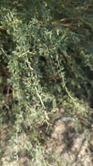 Parkinsonia florida