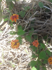 Lantana horrida