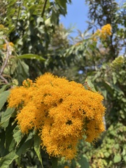 Sinclairia glabra