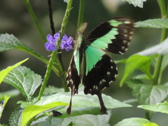 Papilio phorcas
