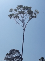 Schizolobium parahyba