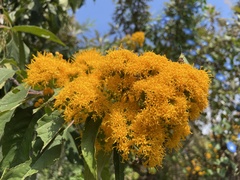 Sinclairia glabra