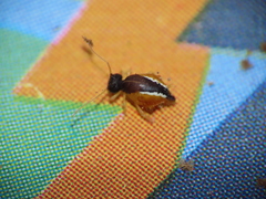 Spatulosminthurus lesnei