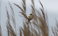 Acrocephalus bistrigiceps