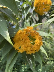 Sinclairia glabra
