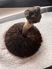 Agaricus bisporus