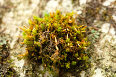 Ulota
