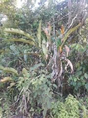 Niphidium crassifolium