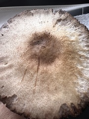 Agaricus bisporus