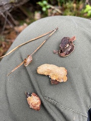 Phellinopsis conchata