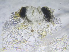 Opegrapha niveoatra