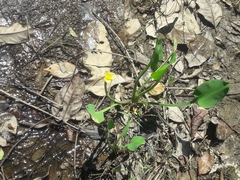Limnocharis