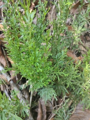 Selaginella pallescens