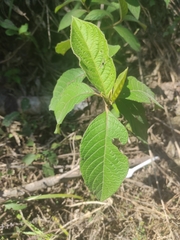 Varronia curassavica