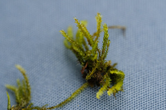 Hygrohypnum luridum