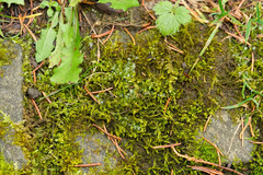 Hygrohypnum luridum
