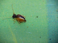 Spatulosminthurus lesnei