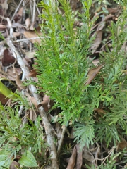 Selaginella pallescens