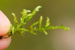 Hygrohypnum luridum