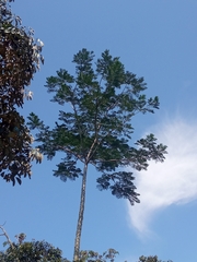 Schizolobium parahyba