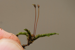 Rhynchostegium murale