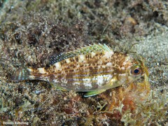 Spondyliosoma cantharus