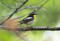 Ficedula zanthopygia