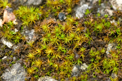 Didymodon